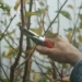 Tree Lopping: Professional Techniques for Tree Health