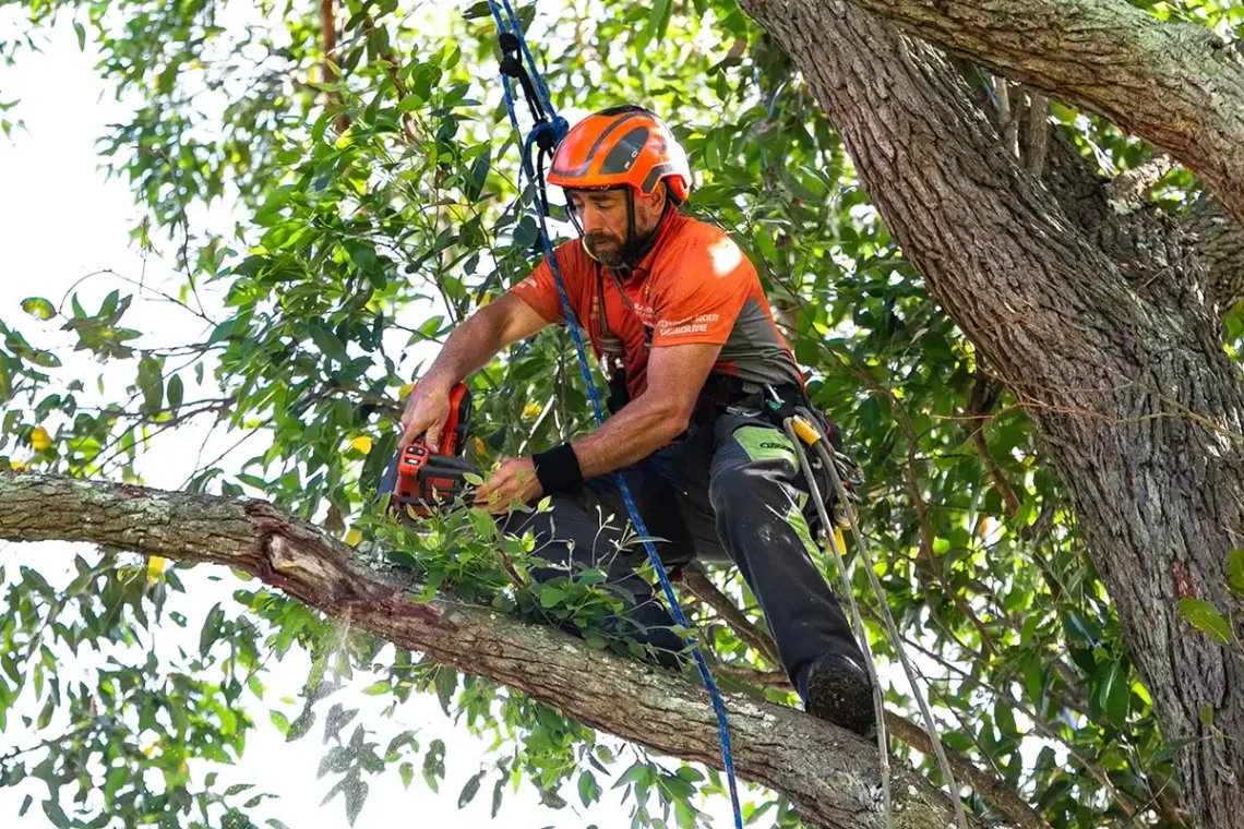 Professional Tree Removal Services: What You Need to Know
