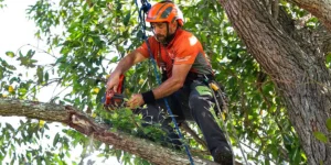 Professional Tree Removal Services: What You Need to Know