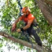 Professional Tree Removal Services: What You Need to Know