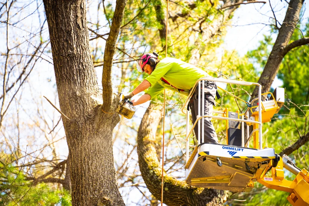 Tree Lopping: Professional Techniques for Tree Health