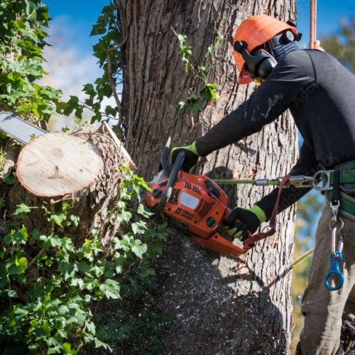 What Happens During a Professional Tree Removal Assessment in Cheltenham