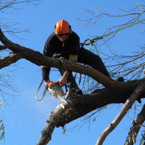 emergency tree removal sydney