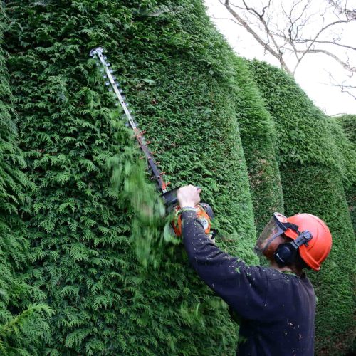 Why Choose Professional Hedge Maintenance for Your Property