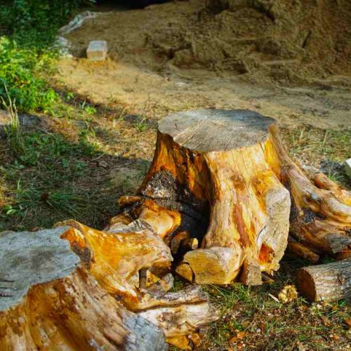 Professional Stump Grinding Services: Safe and Efficient Tree Stump Removal Across Australia