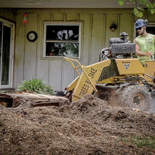 Same Day Stump Grinding Services for Immediate Needs