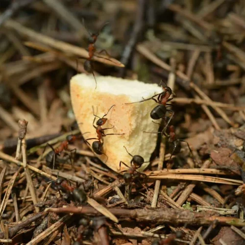 Comprehensive Pest and Termite Treatment Plans for Sydney Residents