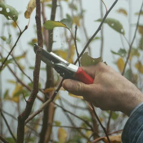 Tree Lopping: Professional Techniques for Tree Health