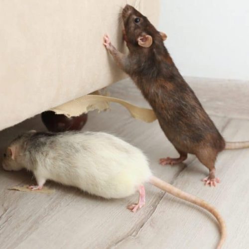 Mouse Control Sydney: Best Methods for Long-Term Prevention