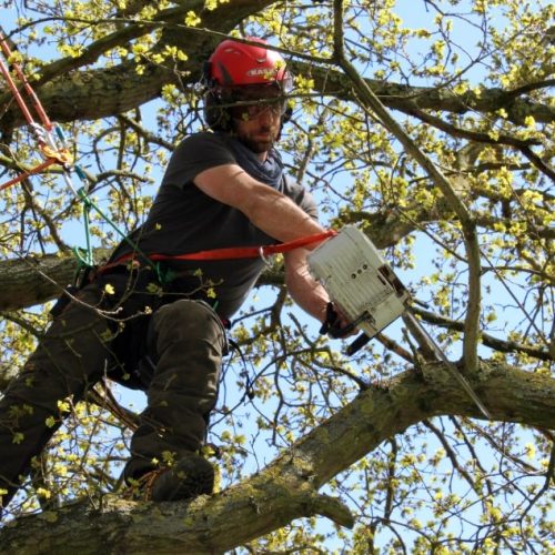 Expert Tree Removal in Hills District: What You Need to Know